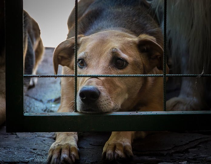  Human-Animal Connection and Animal Abuse