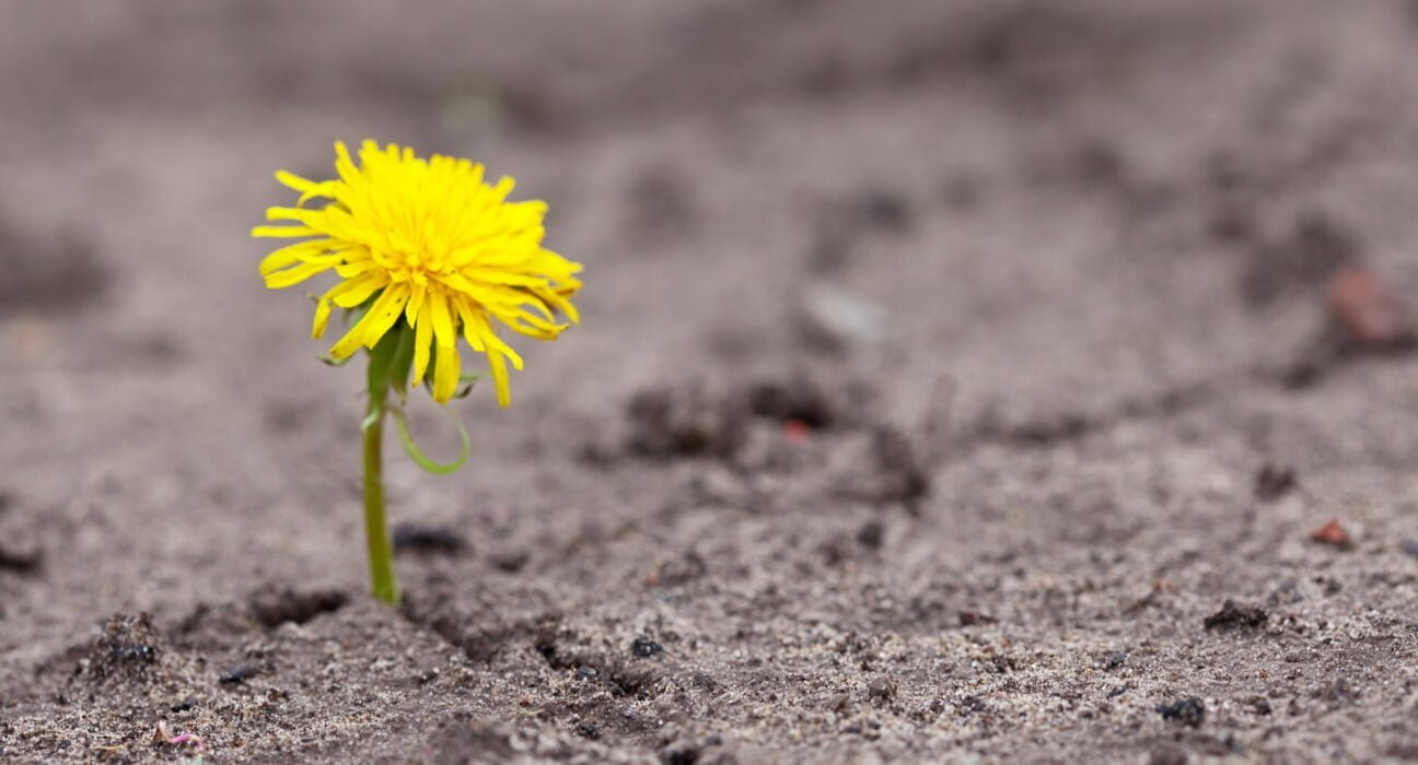 Giving Examples of a dead plant can help in initiating the conversations.