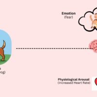 cannon-bard-theory-of-emotion