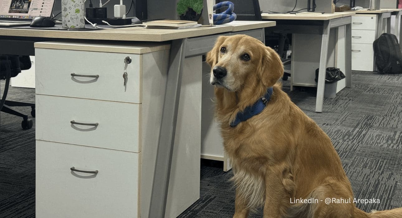 hyderabad-startup-appoints-dog-as-chief-happiness-officer-to-boost-employee-well-being