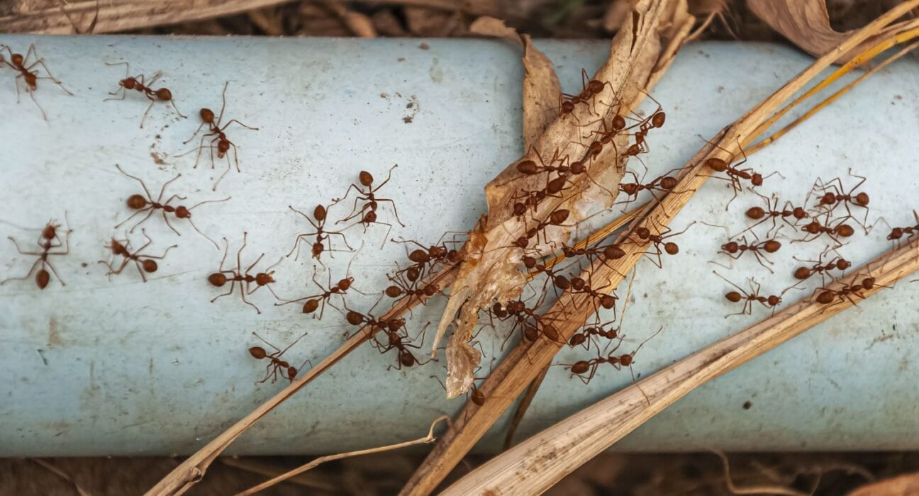 what-are-termites-and-how-can-they-impact-your-community-health