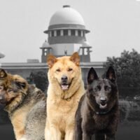 Delhi’s Bold Move on Street Dogs Supreme Court’s 8-Week Plan