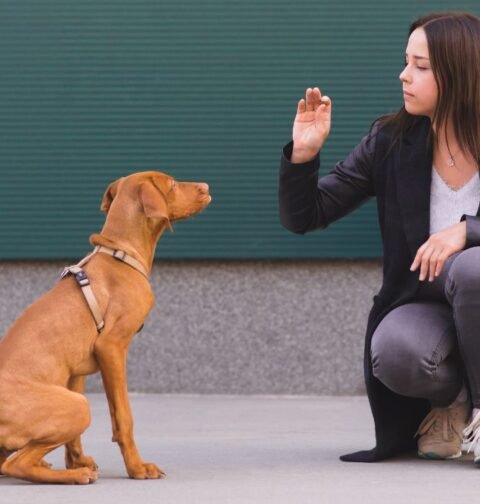 direct-and-indirect-experience-in-dogs-evaluation-of-human-behaviour
