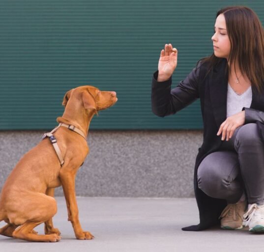 direct-and-indirect-experience-in-dogs-evaluation-of-human-behaviour