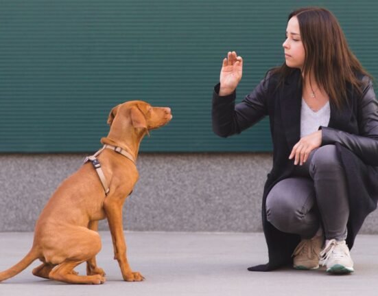 direct-and-indirect-experience-in-dogs-evaluation-of-human-behaviour
