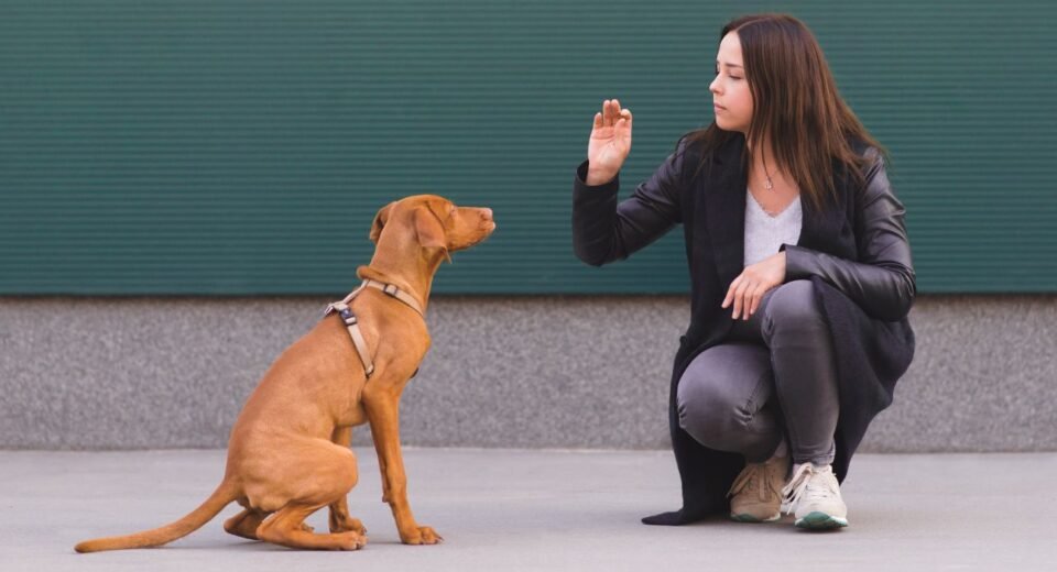 direct-and-indirect-experience-in-dogs-evaluation-of-human-behaviour