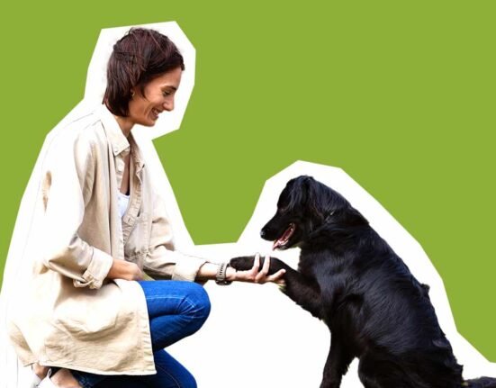 animal-rehabilitation-psychology-training-techniques-for-stress-free-pets