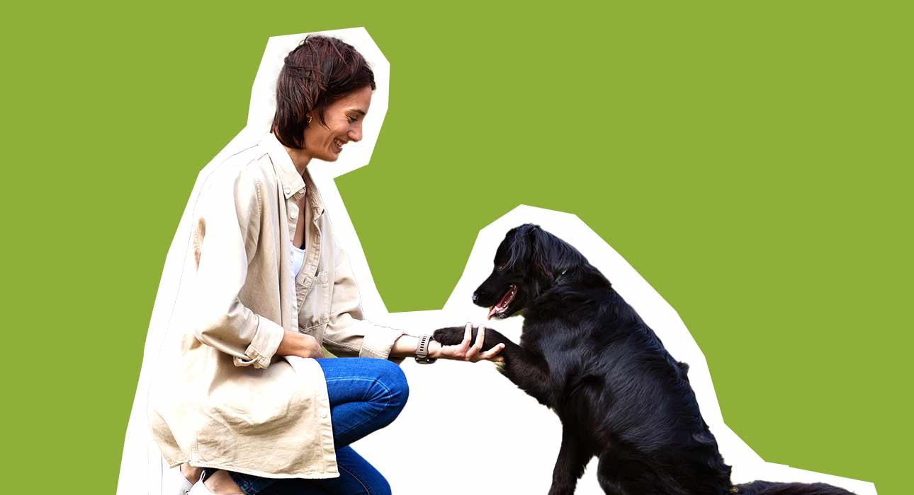 animal-rehabilitation-psychology-training-techniques-for-stress-free-pets