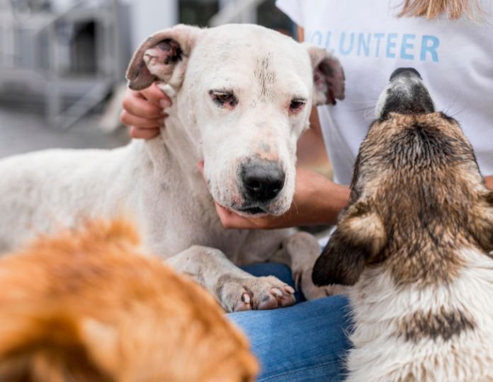are-we-losing-our-humanity-toward-animals-a-psychological-insight-into-empathy-and-india