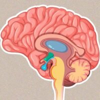 how-the-amygdala-shapes-our-emotions-and-behaviour