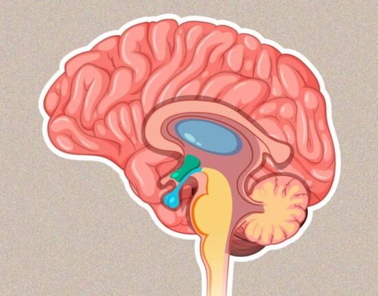 how-the-amygdala-shapes-our-emotions-and-behaviour