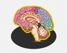 inside-the-adhd-brain-a-neuroscientific-perspective