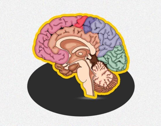 inside-the-adhd-brain-a-neuroscientific-perspective
