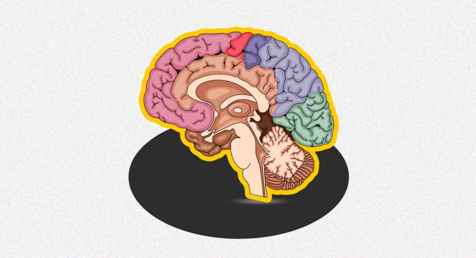 Inside the ADHD Brain: A Neuroscientific Perspective