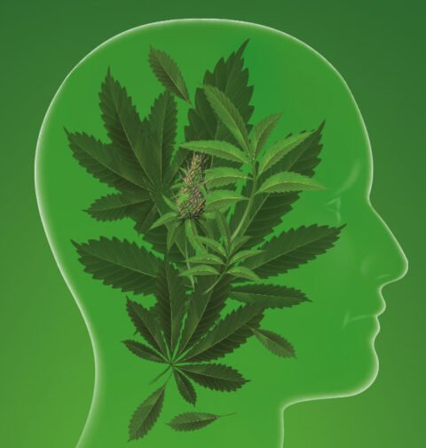 genetic-insights-into-cannabis-use-and-associated-health-risks