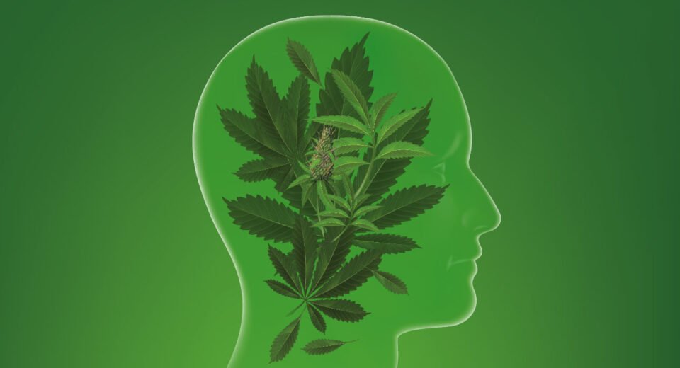 genetic-insights-into-cannabis-use-and-associated-health-risks