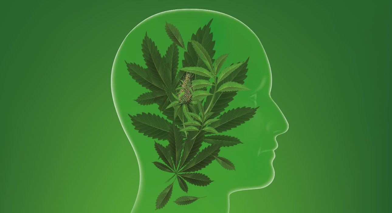 genetic-insights-into-cannabis-use-and-associated-health-risks