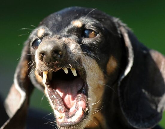 cbd-and-aggression-how-cannabidiol-may-affect-aggressive-behaviour