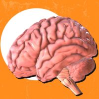 cortical-thinning-caused-by-chronic-stress-exposure