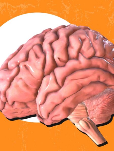 cortical-thinning-caused-by-chronic-stress-exposure