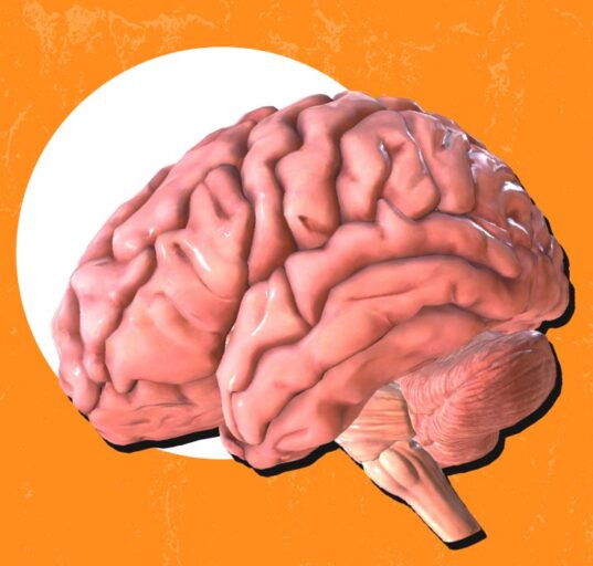 cortical-thinning-caused-by-chronic-stress-exposure