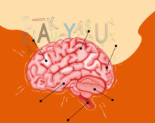 language-development-and-brain-networks-a-cognitive-and-psychological-analysis