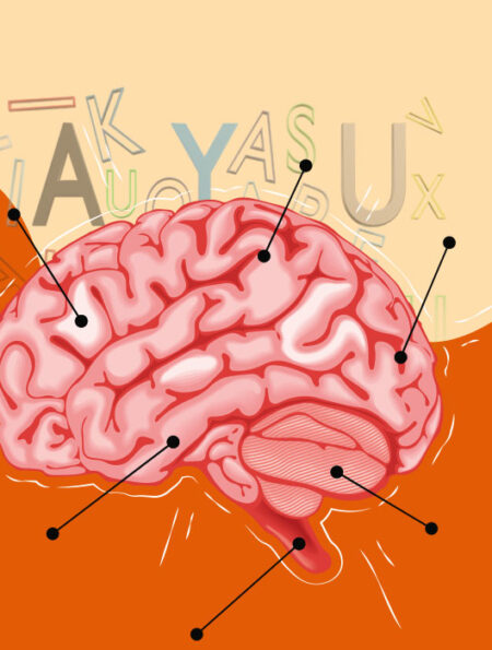 language-development-and-brain-networks-a-cognitive-and-psychological-analysis