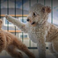 new-study-links-designer-dog-crossbreeding-to-increased-anxiety-and-behavioural-issues