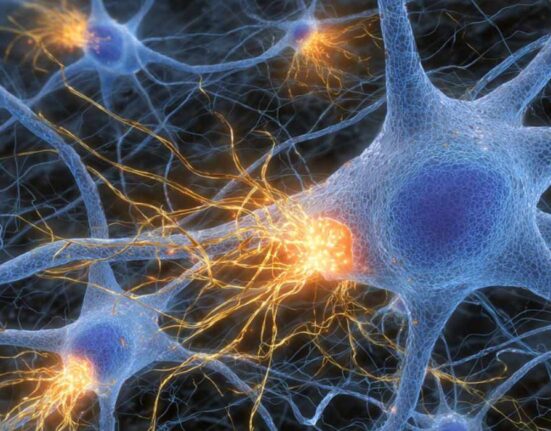 how-acetylcholine-controls-dopamine-new-insights-from-neuroscience