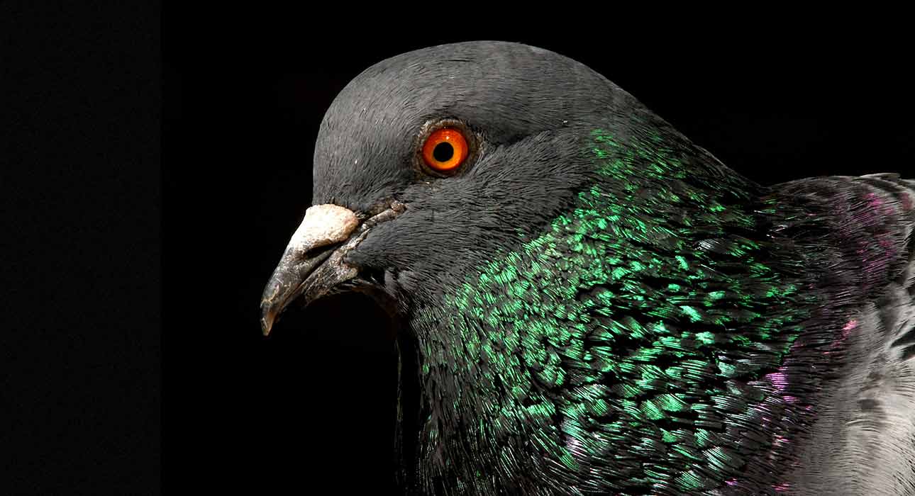 pigeons-defy-the-law-of-effect-new-research-on-adaptive-and-unpredictable-behavior