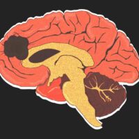 a-new-hope-against-brain-cancer-how-personalised-dna-vaccines-are-changing-glioblastoma-treatment