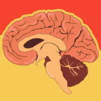 the-11-p-m-amygdala-why-your-rational-brain-sabotages-sleep-every-night