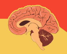 the-11-p-m-amygdala-why-your-rational-brain-sabotages-sleep-every-night