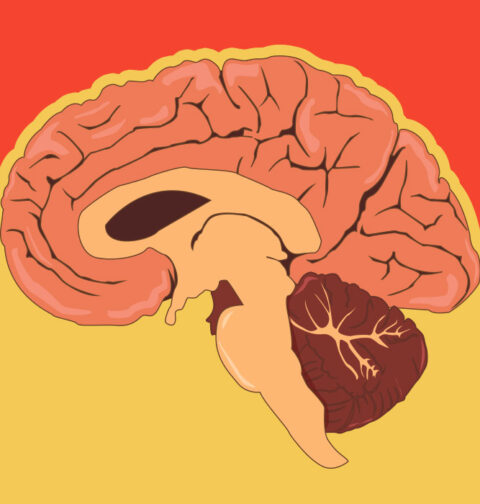 the-11-p-m-amygdala-why-your-rational-brain-sabotages-sleep-every-night