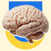 the-cognitive-reserve-the-exact-psychological-habits-that-shield-the-brain-from-dementia