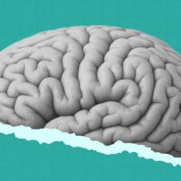 the-plasticity-paradox-why-2026s-neuro-ai-tools-might-be-making-our-brains-less-human