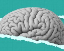 the-plasticity-paradox-why-2026s-neuro-ai-tools-might-be-making-our-brains-less-human