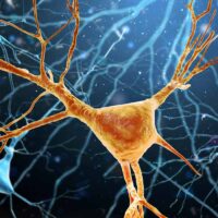 how-neurons-choose-a-single-axon-new-research-reveals-an-internal-growth-mechanism