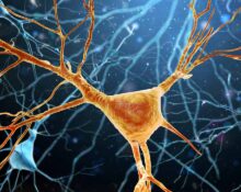 how-neurons-choose-a-single-axon-new-research-reveals-an-internal-growth-mechanism