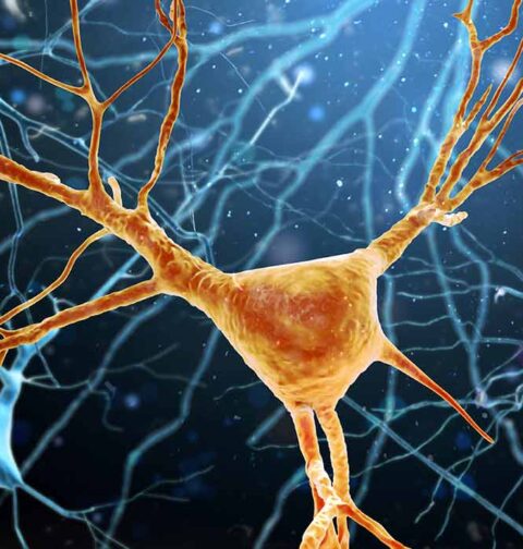 how-neurons-choose-a-single-axon-new-research-reveals-an-internal-growth-mechanism