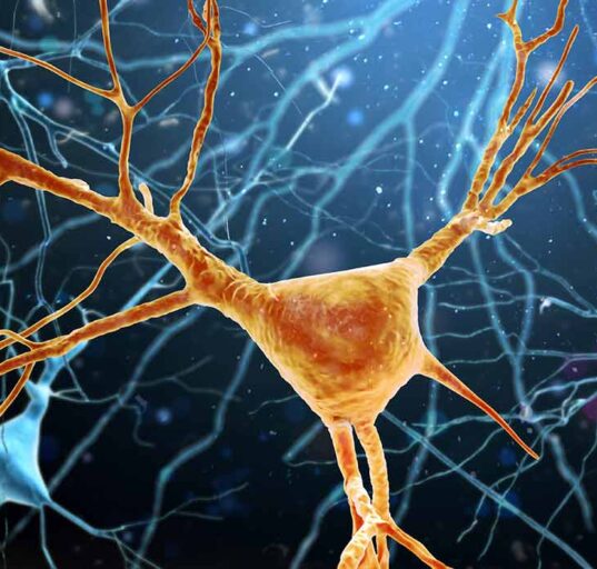 how-neurons-choose-a-single-axon-new-research-reveals-an-internal-growth-mechanism