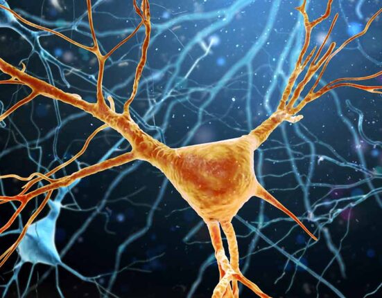 how-neurons-choose-a-single-axon-new-research-reveals-an-internal-growth-mechanism