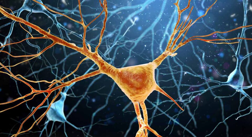 how-neurons-choose-a-single-axon-new-research-reveals-an-internal-growth-mechanism