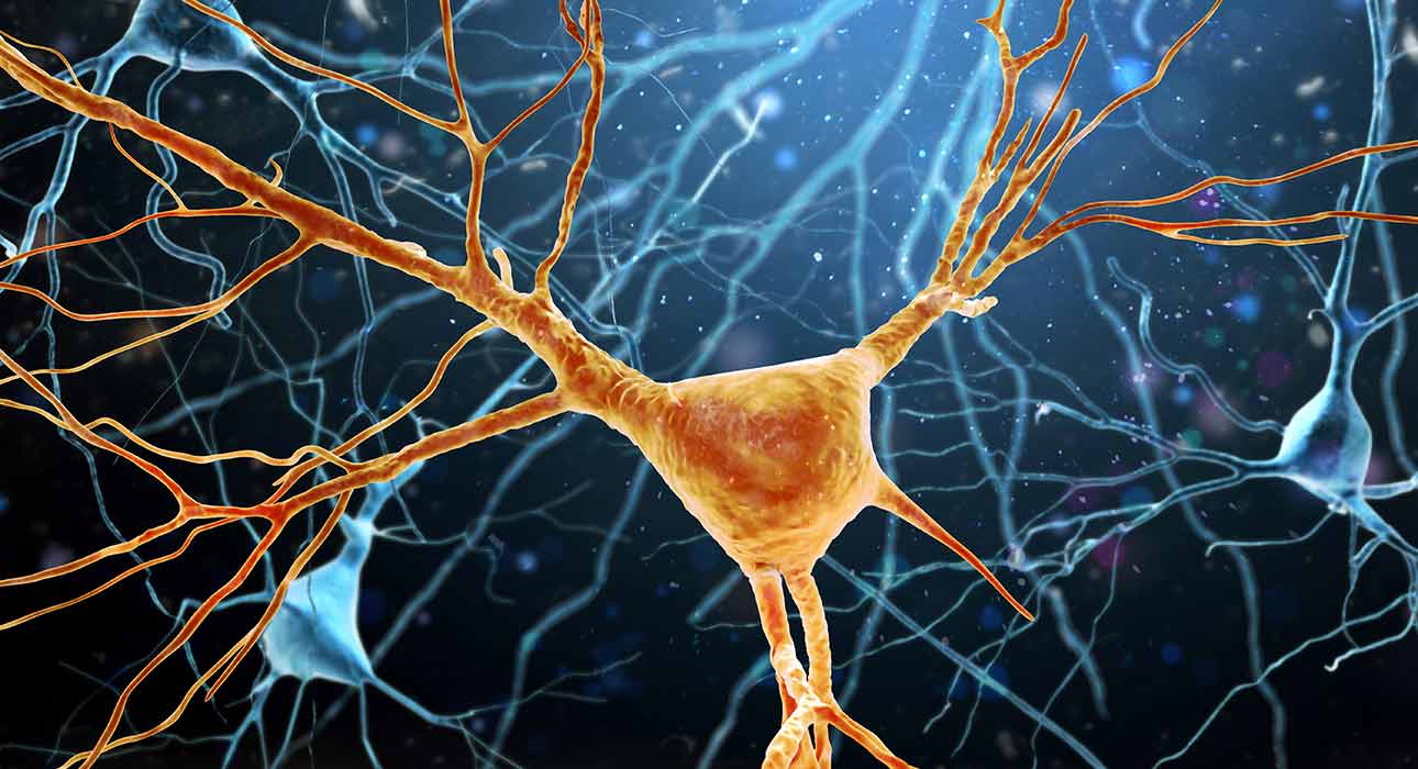 how-neurons-choose-a-single-axon-new-research-reveals-an-internal-growth-mechanism