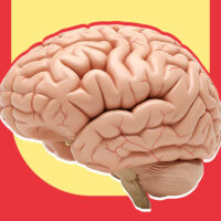 predictive-processing-is-the-brain-really-a-prediction-machine