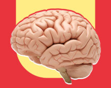 predictive-processing-is-the-brain-really-a-prediction-machine
