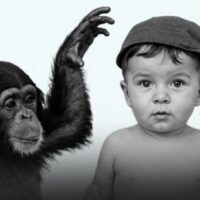 project-gua-the-bizarre-experiment-of-raising-a-chimpanzee-and-a-human-baby-together