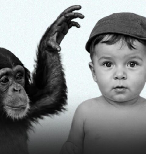 project-gua-the-bizarre-experiment-of-raising-a-chimpanzee-and-a-human-baby-together