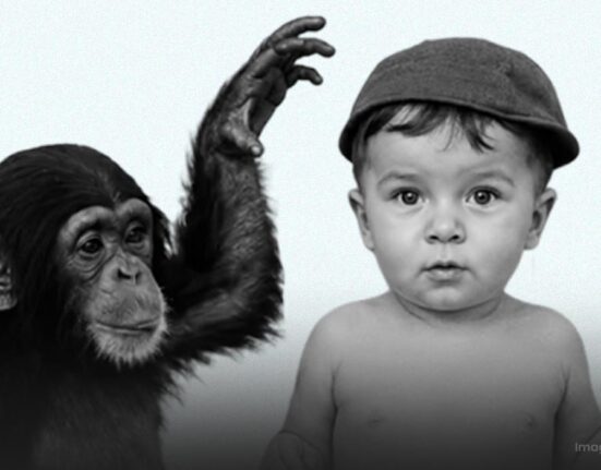 project-gua-the-bizarre-experiment-of-raising-a-chimpanzee-and-a-human-baby-together
