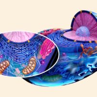 mitochondrial-dysfunction-in-psychiatric-disorders-what-research-shows